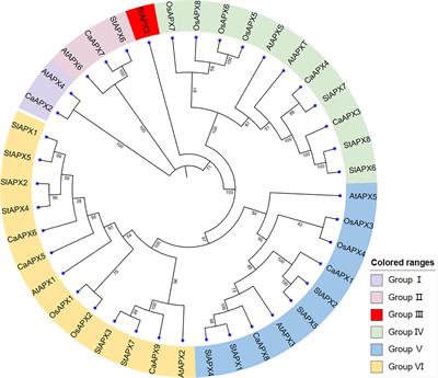 Genome-wide characterization of ascorbate peroxidase gene family in pepper (Capsicum annuum L.) in response to multiple abiotic stresses